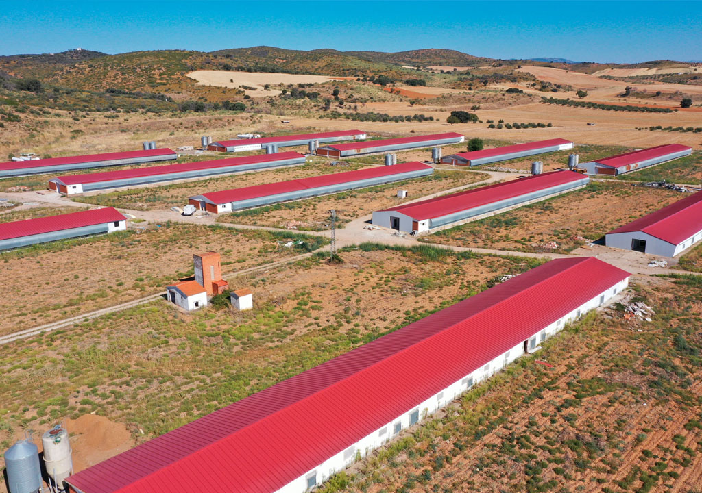 Construcción granjas avícolas en España